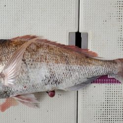 遊漁船 ニライカナイ 釣果