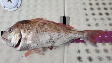 遊漁船 ニライカナイ 釣果