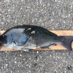 伊豆下田フィッシング 釣果