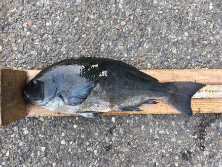 伊豆下田フィッシング 釣果