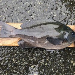 伊豆下田フィッシング 釣果