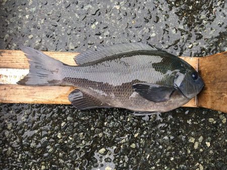 伊豆下田フィッシング 釣果