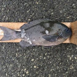 伊豆下田フィッシング 釣果