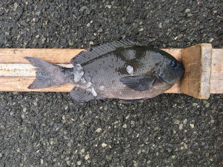 伊豆下田フィッシング 釣果