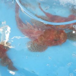 こうゆう丸 釣果