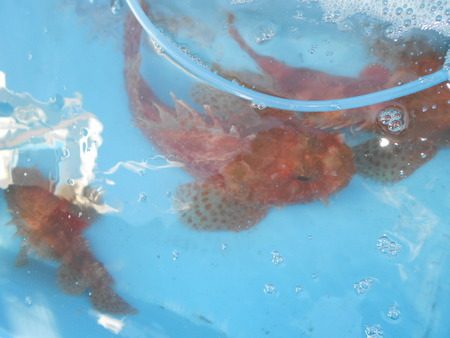 こうゆう丸 釣果