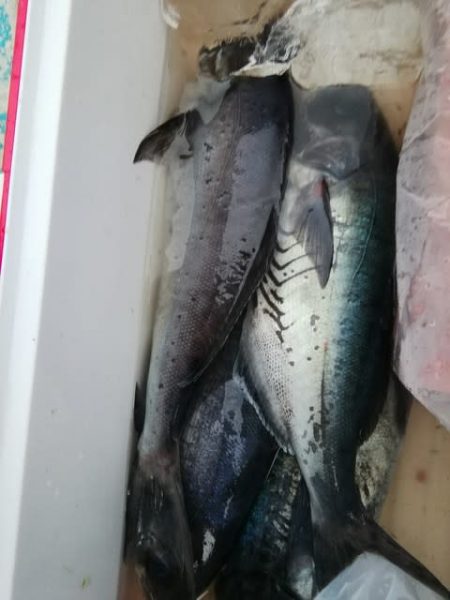 松福丸 釣果
