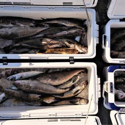 気仙沼　つり丸 釣果