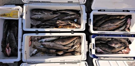 気仙沼　つり丸 釣果