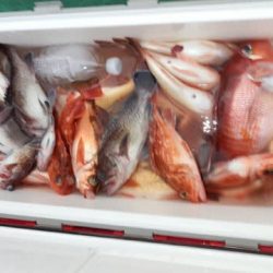 第二むつ漁丸 釣果