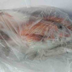 遊漁船 セトマリン 釣果