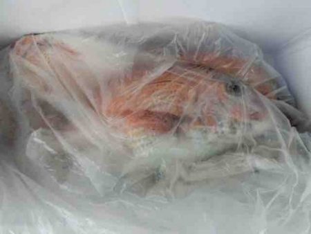 遊漁船 セトマリン 釣果