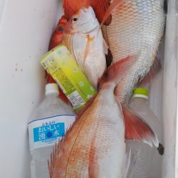 遊漁船 新鋭丸 釣果