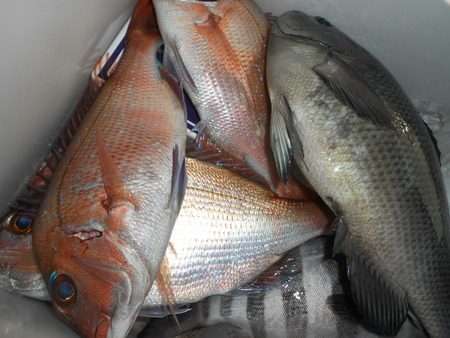 こうゆう丸 釣果