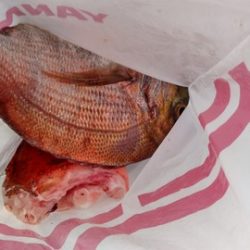 遊漁船 新鋭丸 釣果