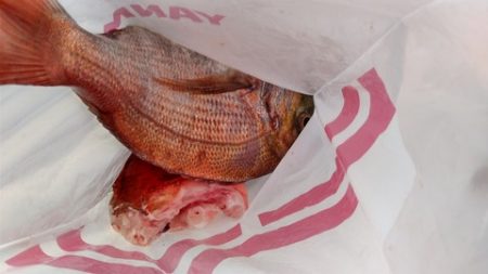 遊漁船 新鋭丸 釣果