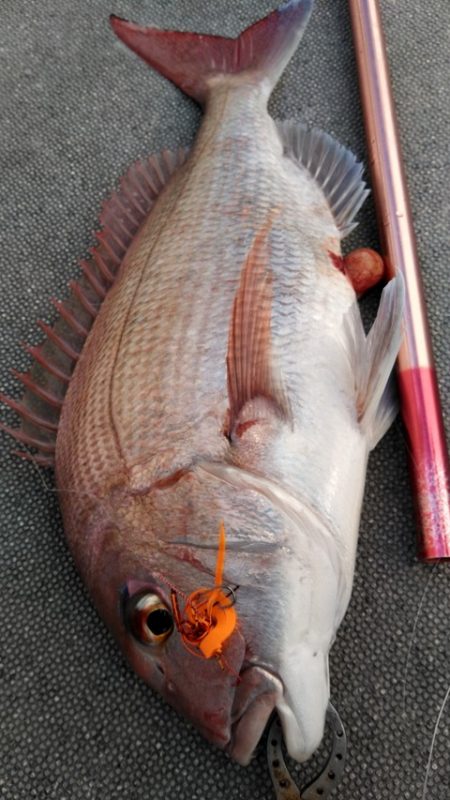 遊漁船 新鋭丸 釣果