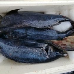 松福丸 釣果