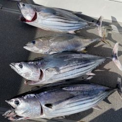 へいみつ丸 釣果