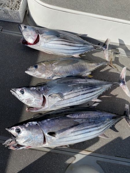 へいみつ丸 釣果