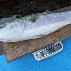 まるいち丸 ZERO-1 釣果