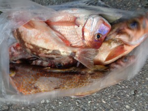 兼六丸 釣果