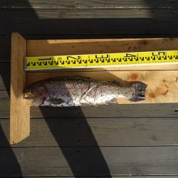 志高湖フィッシング 釣果