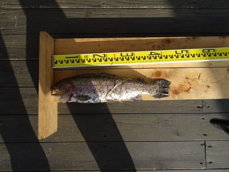 志高湖フィッシング 釣果