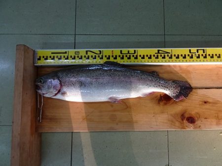 志高湖フィッシング 釣果