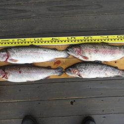 志高湖フィッシング 釣果