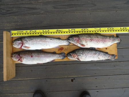 志高湖フィッシング 釣果