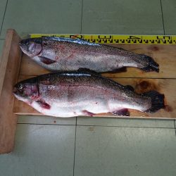 志高湖フィッシング 釣果