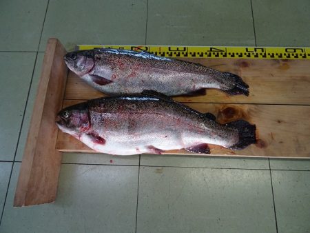 志高湖フィッシング 釣果