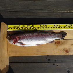 志高湖フィッシング 釣果