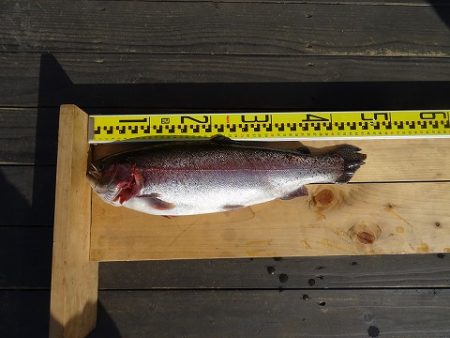 志高湖フィッシング 釣果