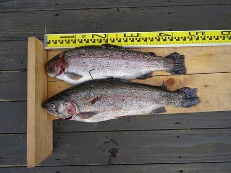 志高湖フィッシング 釣果