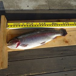 志高湖フィッシング 釣果