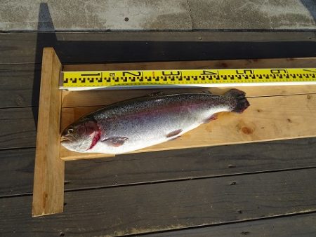 志高湖フィッシング 釣果