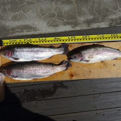 志高湖フィッシング 釣果