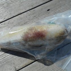 こかわ渡船　雅丸 釣果