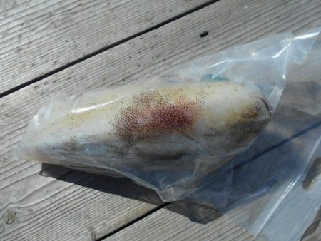 こかわ渡船　雅丸 釣果