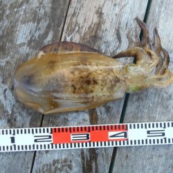 こかわ渡船　雅丸 釣果