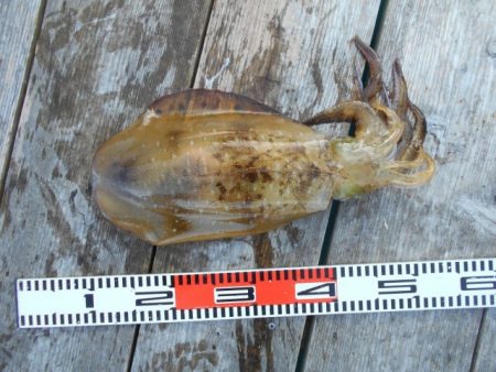 こかわ渡船　雅丸 釣果