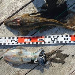 こかわ渡船　雅丸 釣果