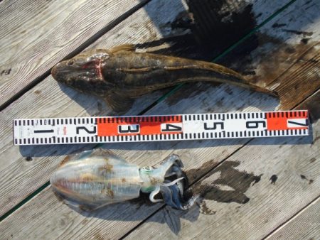 こかわ渡船　雅丸 釣果