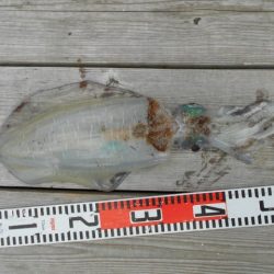 こかわ渡船　雅丸 釣果