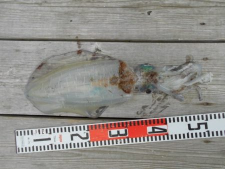 こかわ渡船　雅丸 釣果