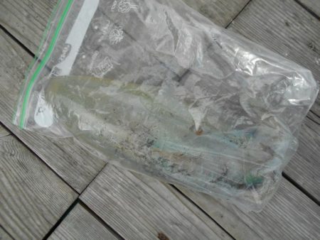 こかわ渡船　雅丸 釣果