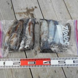 こかわ渡船　雅丸 釣果