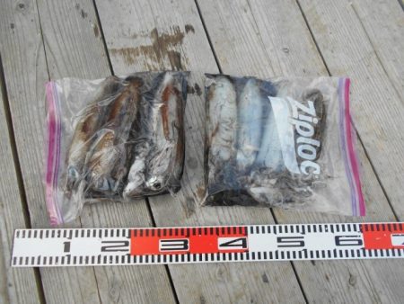 こかわ渡船　雅丸 釣果